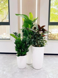 宁波江北盆景租赁服务好